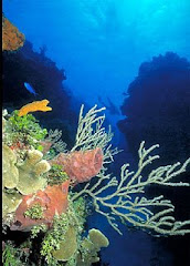 Scuba Dive the Caribbean