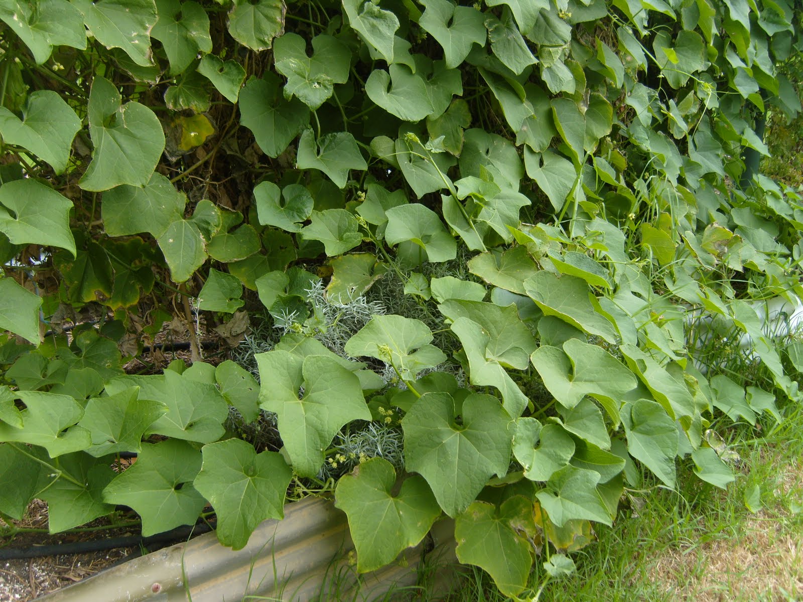 Eggplant Bush