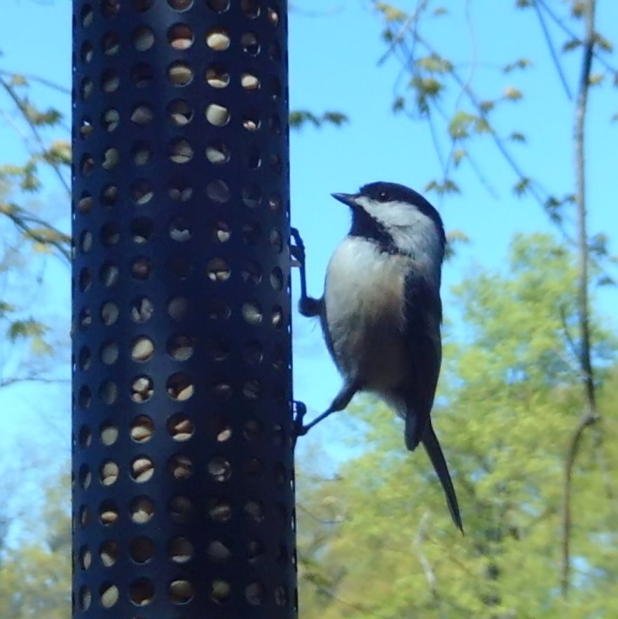 Birds In Nj