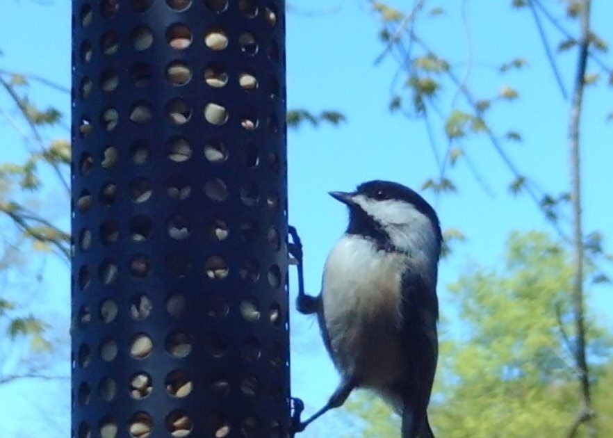 NJ Bird Photos Birds of New Jersey Chickadee at the peanut feeder