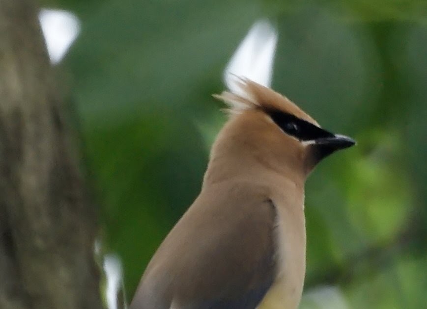 NJ Bird Photos: Birds of New Jersey: Cedar Waxwing