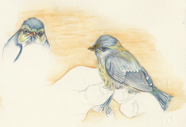 [BlueTit.jpg]