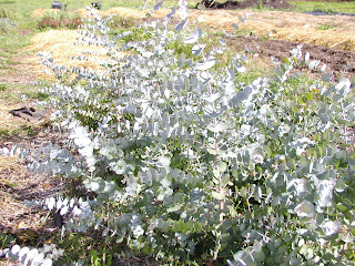 The Herb Hound Eucalyptus