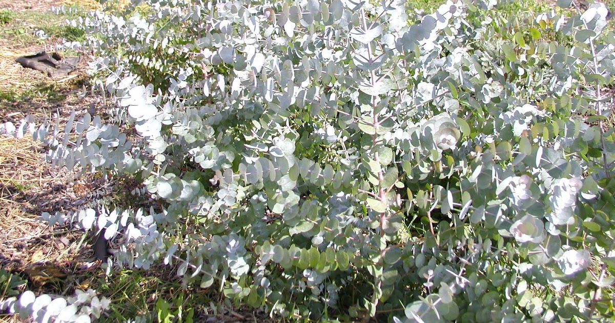 Mulchmaid Eucalyptus Pauciflora Ssp Debeuzevilli My Favorite