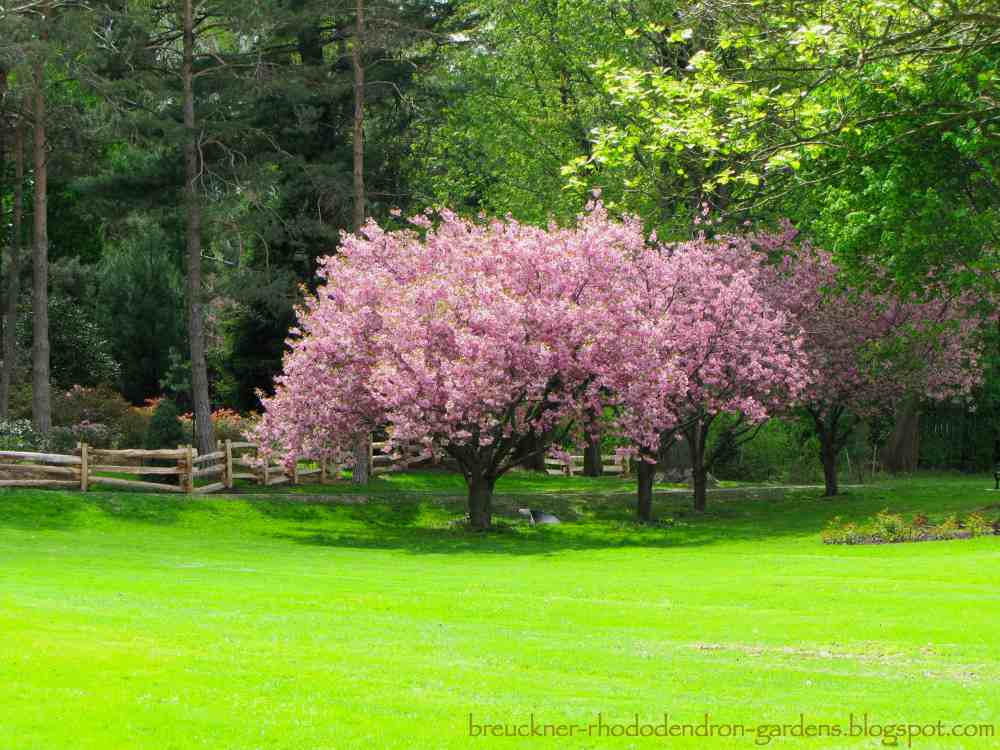 japanese cherry tree pictures. Japanese Cherry Trees in Bloom