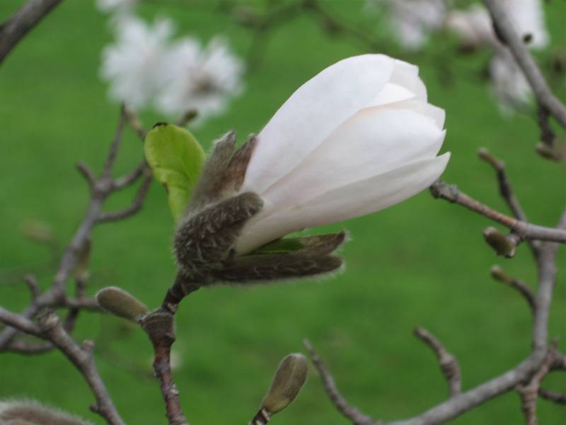[magnolia-bud.jpg]