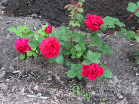 Get Tess Of The D&#039;urbervilles David Austin Rose Gif