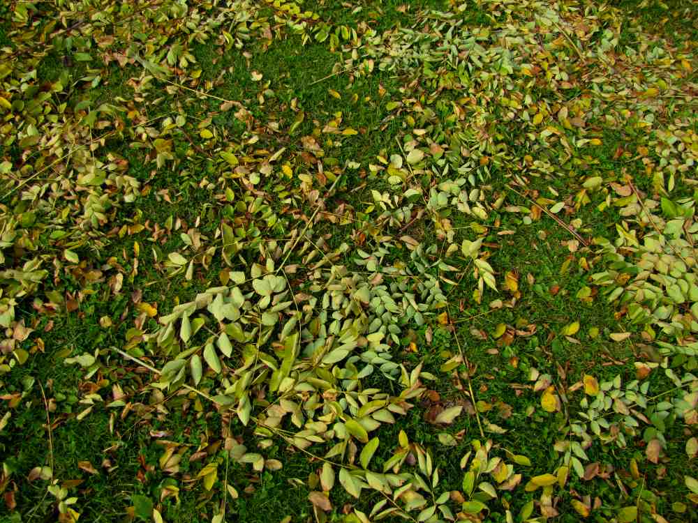 [kentucky-coffee-tree-leaves-fall-02.jpg]