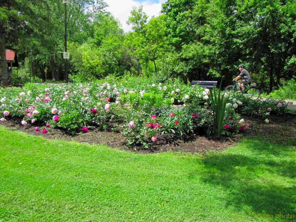 brueckner rhododendron gardens peony garden white tree peonies top brass white peony pink brueckner rhododendron gardens peony garden white tree peonies top brass white peony pink