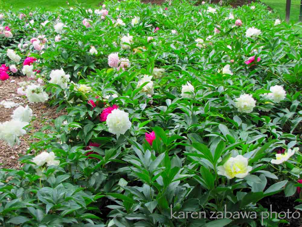 brueckner rhododendron gardens peony garden white tree peonies top brass white peony pink brueckner rhododendron gardens peony garden white tree peonies top brass white peony pink