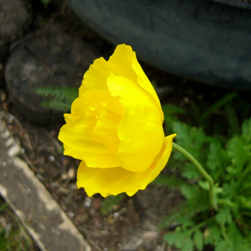 [icelandic+poppy+yellow.JPG]