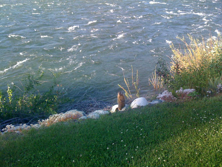 Marmot friend