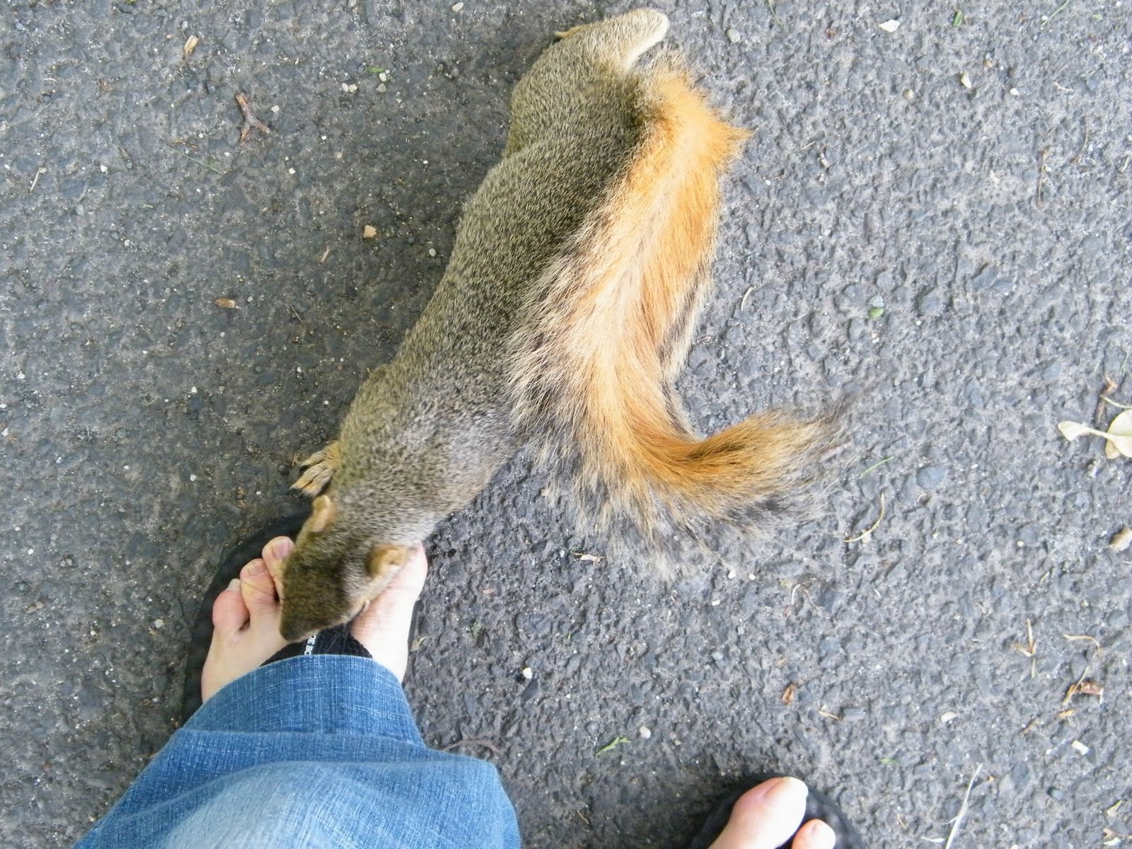 squirrel human