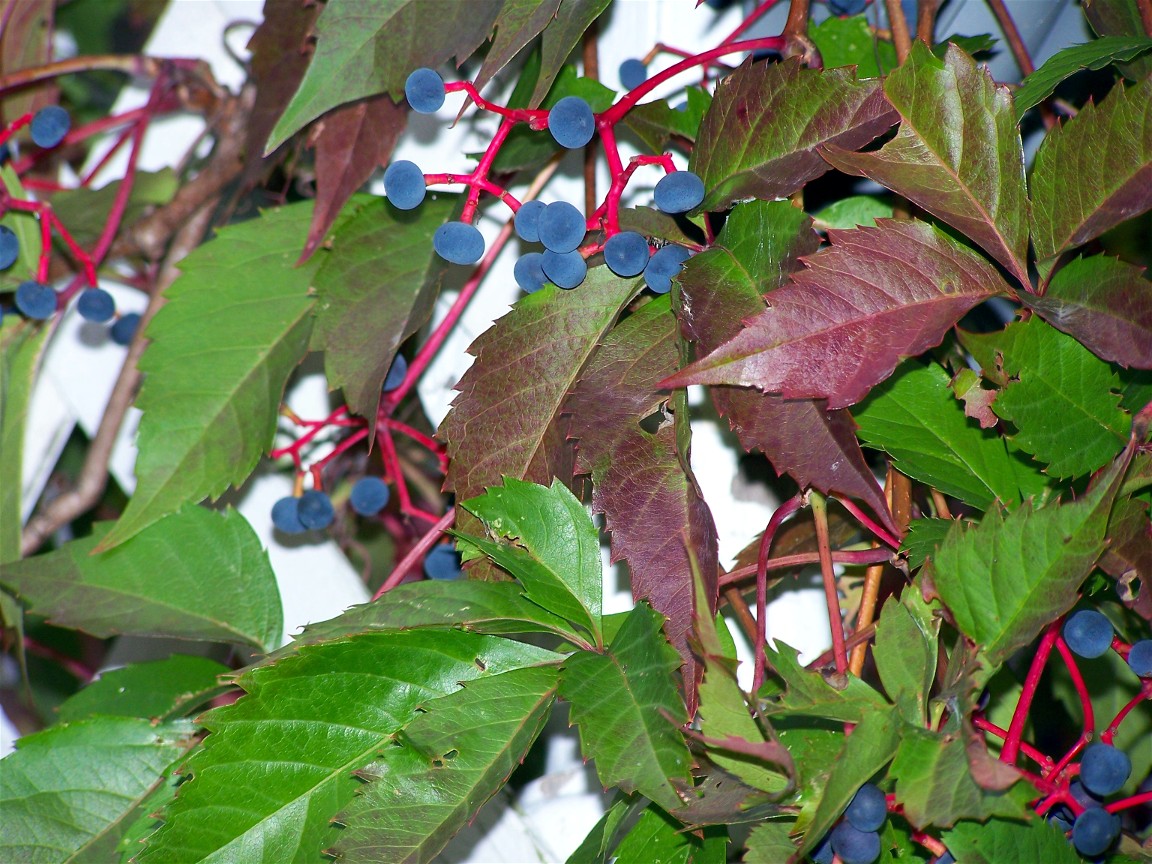 Virginia Creeper Berries
