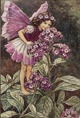 Hidden Flower Fairies Cicely Mary Barker