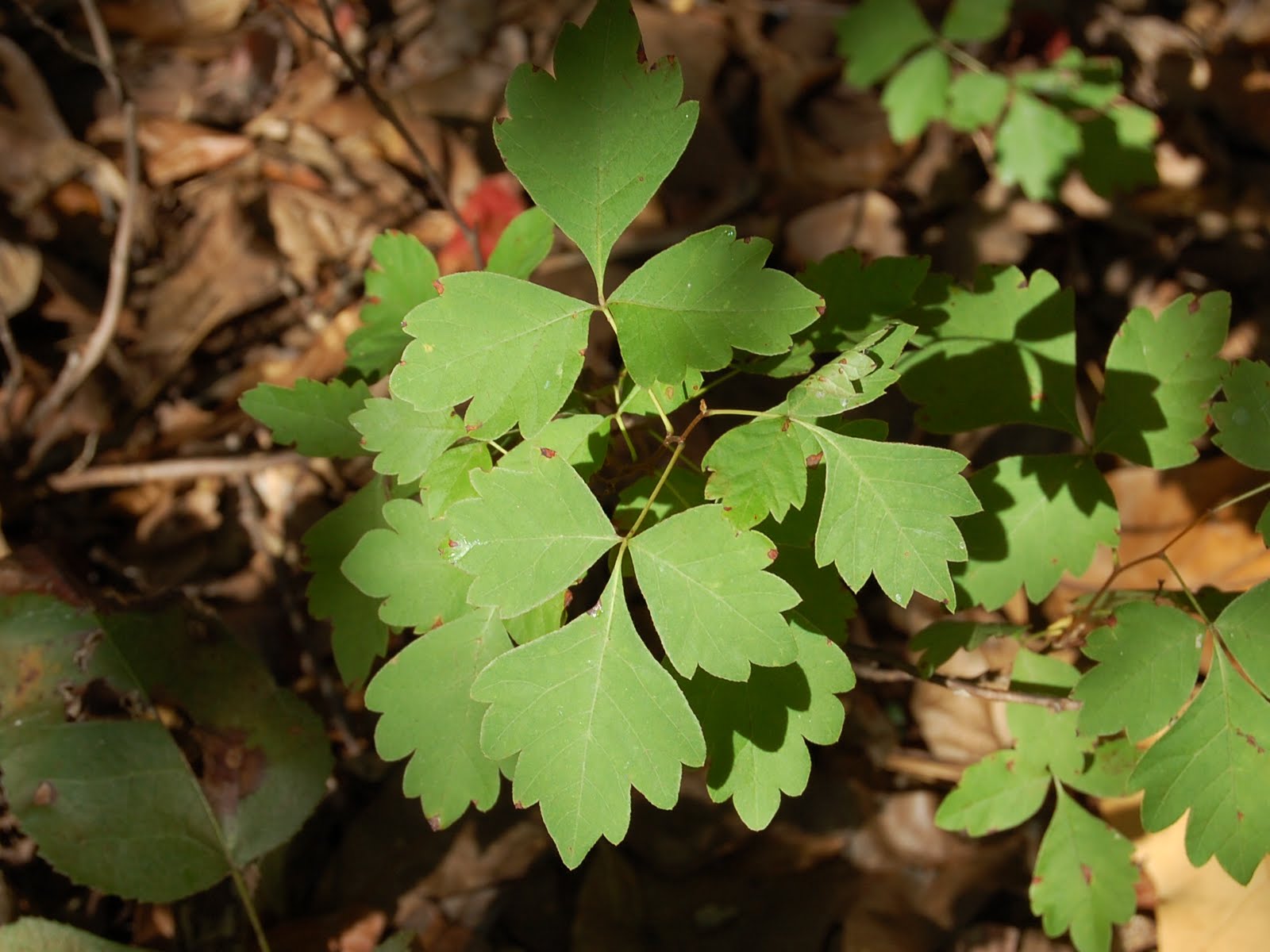 Brenda�s "Texas Wild" Garden Poison Ivy