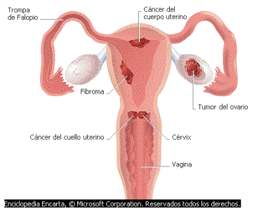 Organo Femenino