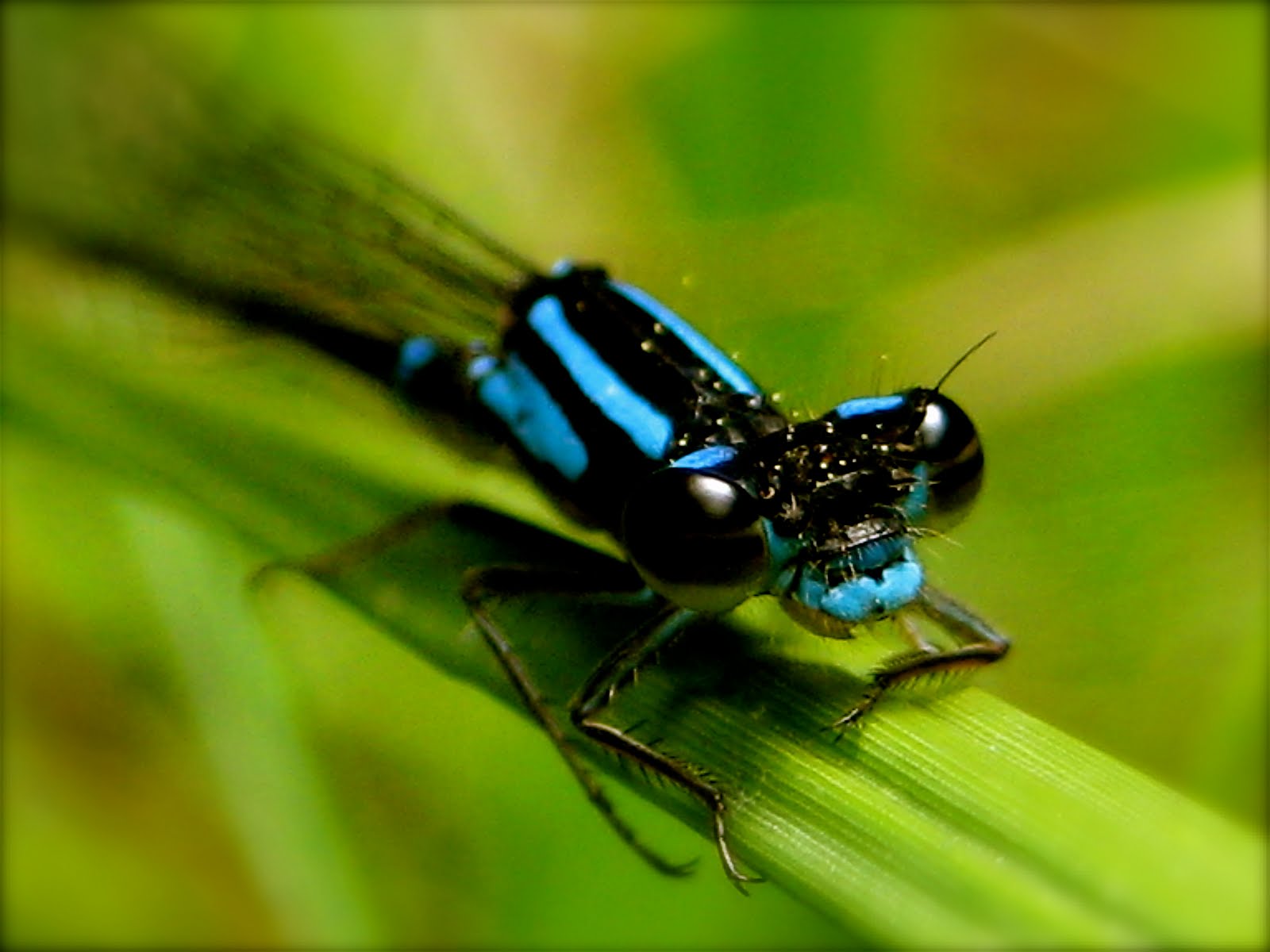 [libelula_azul_dragonfly_blue.jpg]