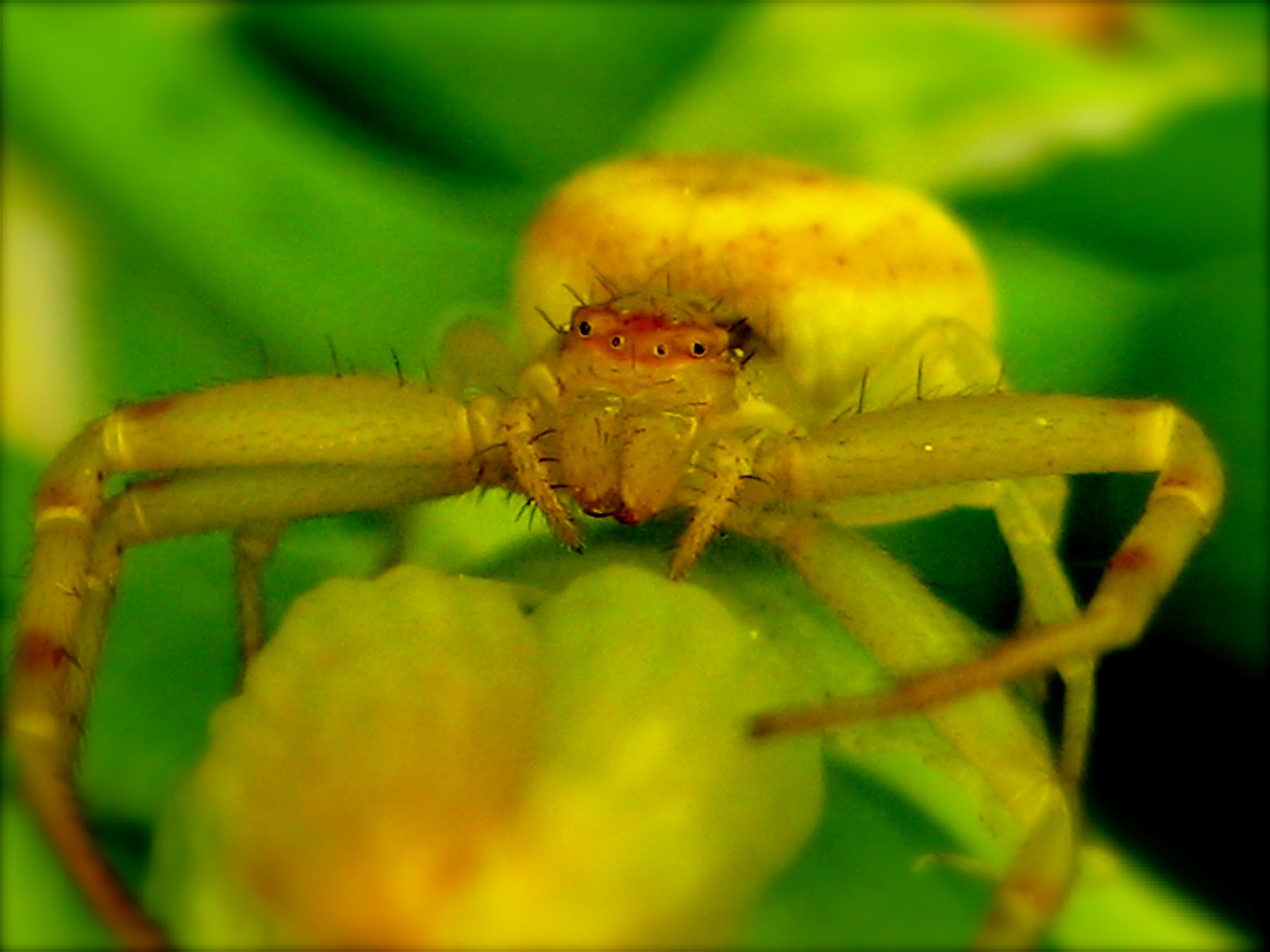 [closeup_spider_yellow.jpg]