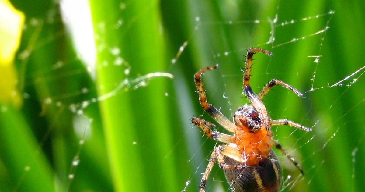 BIOVISOR: Araña con Enredos