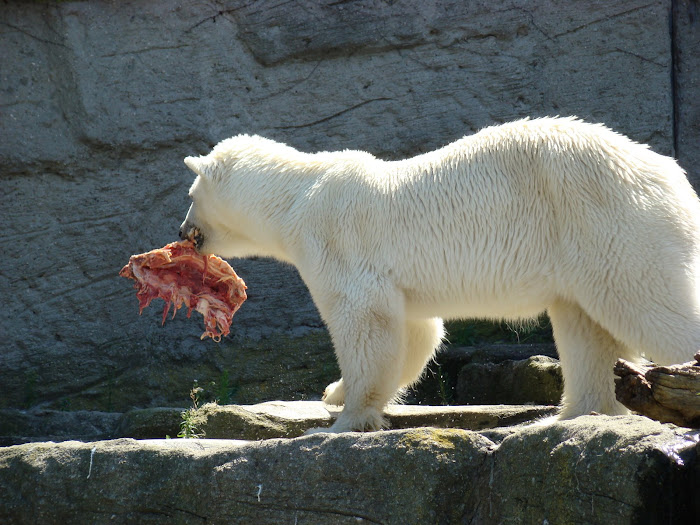 Polar Bear
