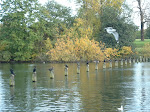 Bird's Line