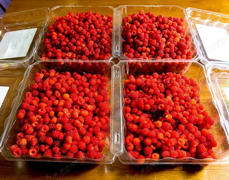 The 3 Foragers Foraging for Wild, Natural, Organic Food Wineberry