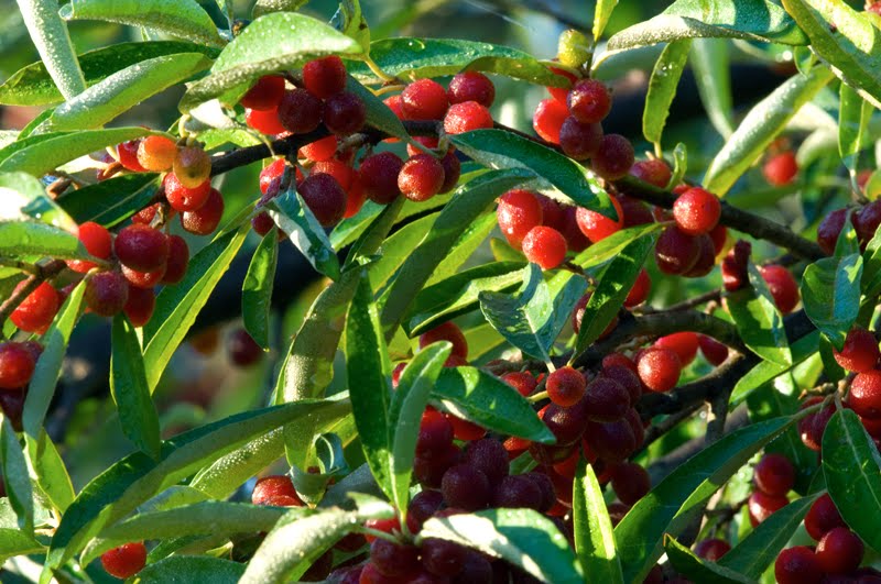 les beaux esprits se rencontrent proverbe