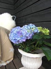 Nydelig hortensia