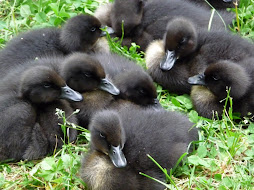 Cayuga Ducklings