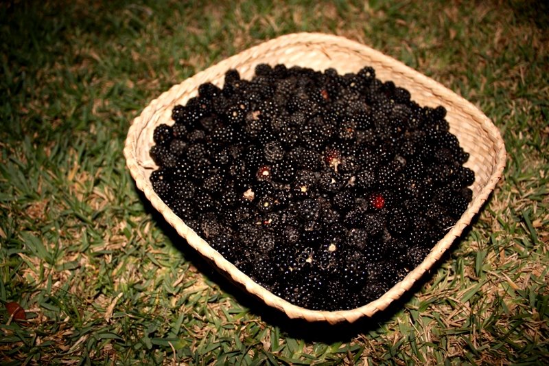 [blackberries.JPG]