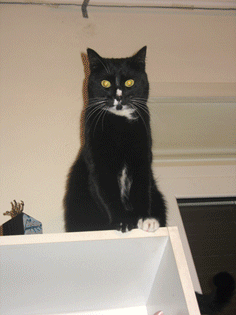 [Immagine-092.gif]
