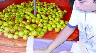 Actividad frutícola