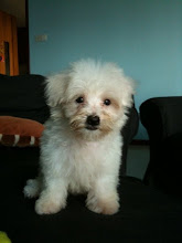 Kobi on the sofa