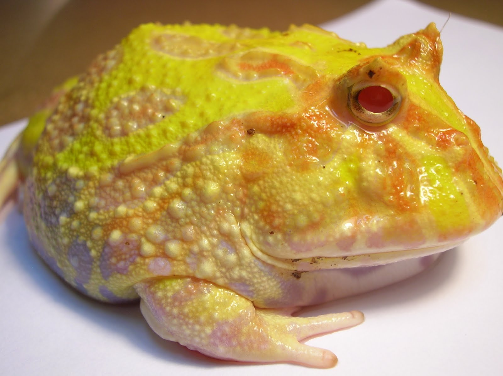 [frog.jpg]