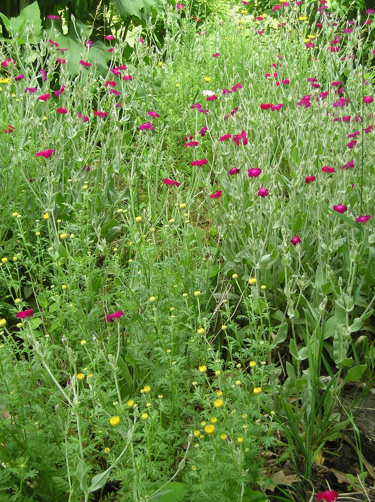 Rabbits Eat Quilts June 2010