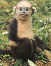 Macaco-prego-do-peito-amarelo