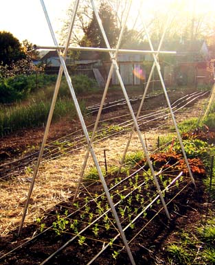 [pipe+trellis.jpg]