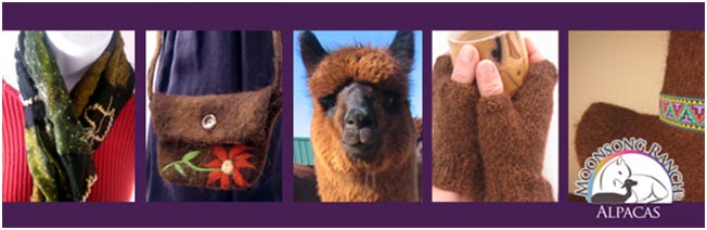 [alpaca1.jpg]