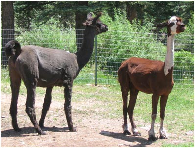 [alpaca3.jpg]