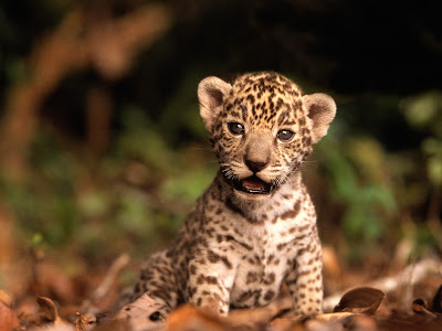 baby jaguar animal pictures. Baby+arctic+wolf+pictures