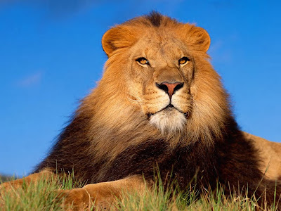 Lion wallpapers high wallpaper lion. Lion wallpapers high