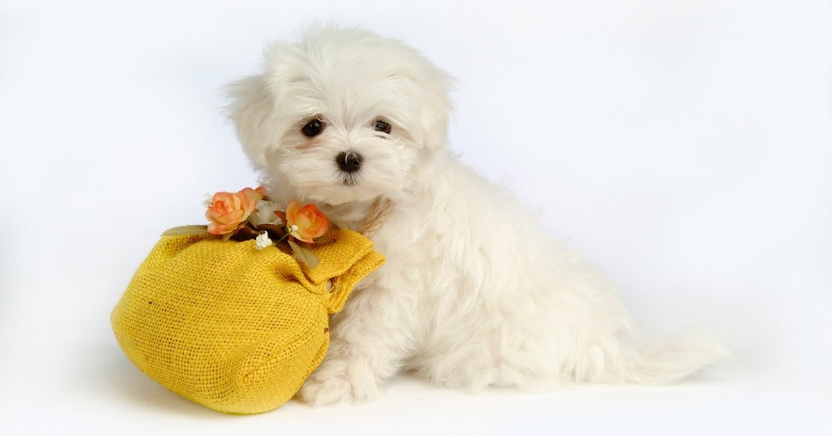 Cute Puppy Wallpaper Wide,1680x1050 Hd Wallpaper - Cute dog wallpapers