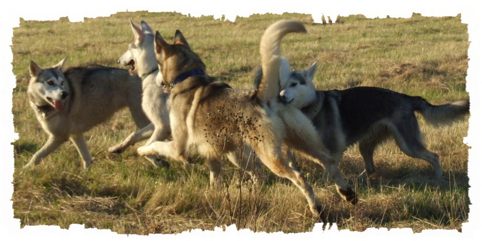 [Timber%20bounding.jpg]