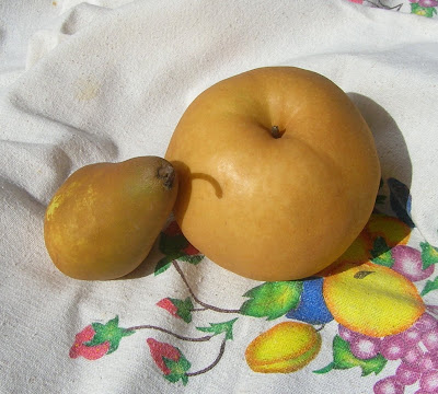 korean pear