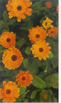 Calendula