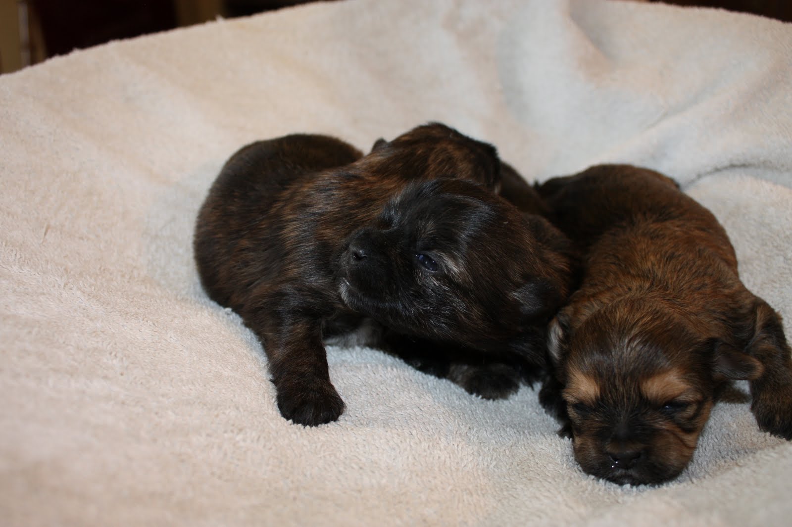Shih+tzu+puppies+black+and+brown