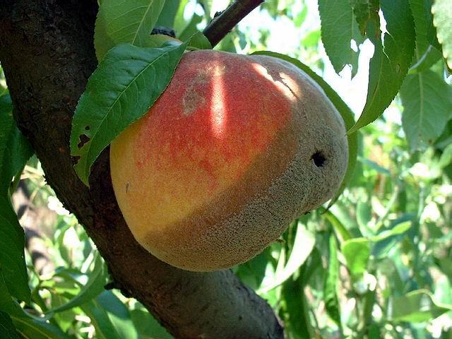¿cómo podar un árbol de durazno? El Durazno
