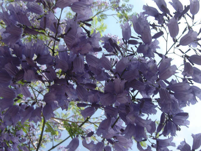 jacarandas