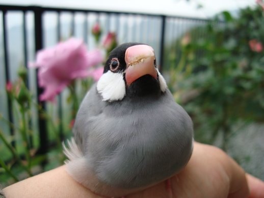 [20090614文鳥ちぃーこ+063.1.jpg]